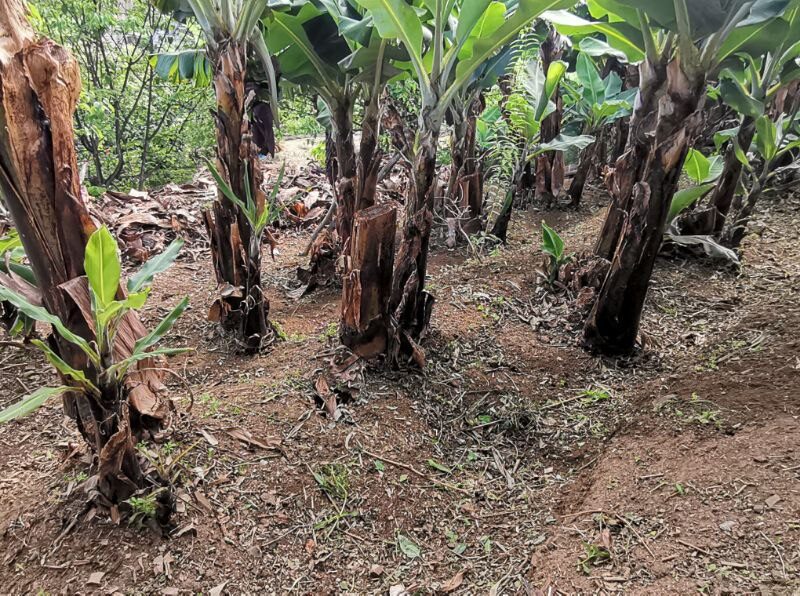 Limpeza de terreno com roçadora e motosserra