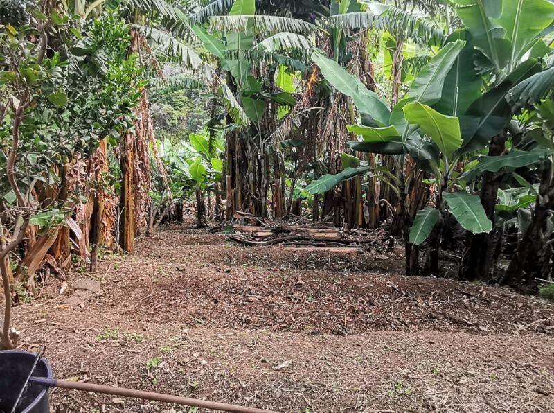 Limpeza de terreno com roçadora e motosserra