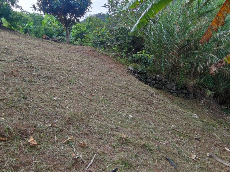 Limpeza de terreno com roçadora e motosserra