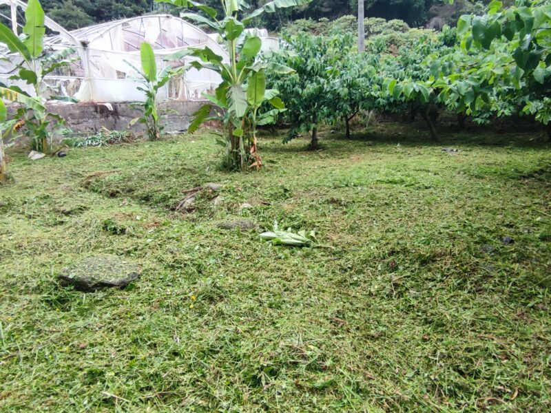 Limpeza de terreno com roçadora e motosserra